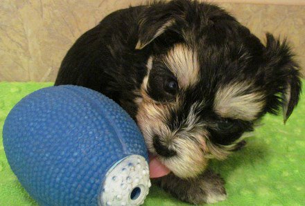 A Yorkie puppy is licking a toy football.