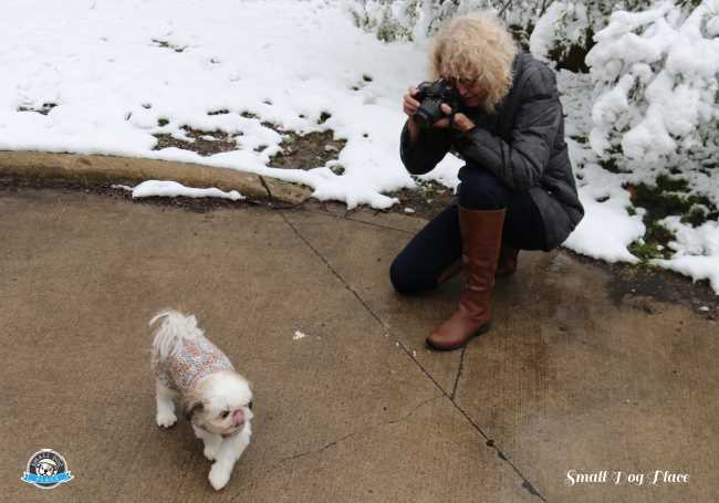 Small Shih Tzu is showing signs of stress and trying to communicate that she has enough photos taken of her for one day.