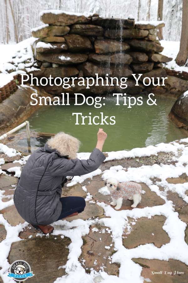 Photographing your small dog pin image
