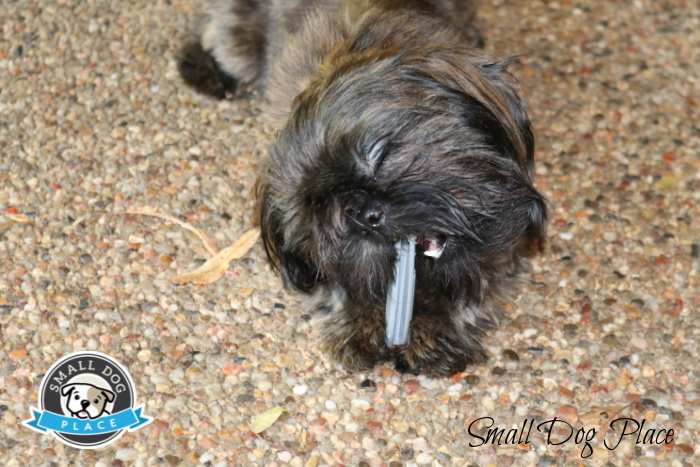 A Shih Tzu is chewing one of the anchors from the Pico Potty Wall