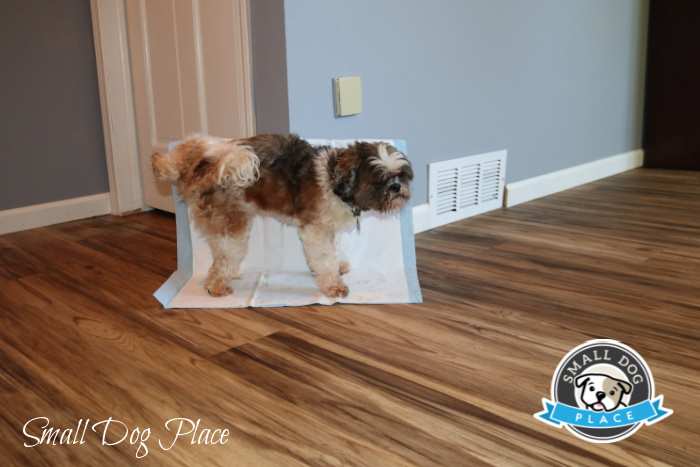 A Shih Tzu dog is using the Pico Potty Wall