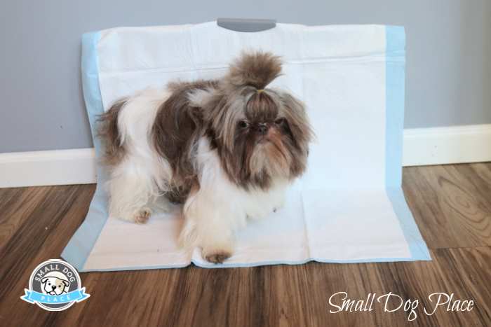 A small Shih Tzu dog is using the potty wall