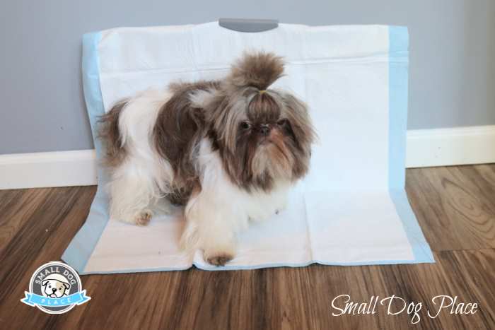 A small Shih Tzu dog is using the potty wall A small Shih Tzu dog is using the potty wall