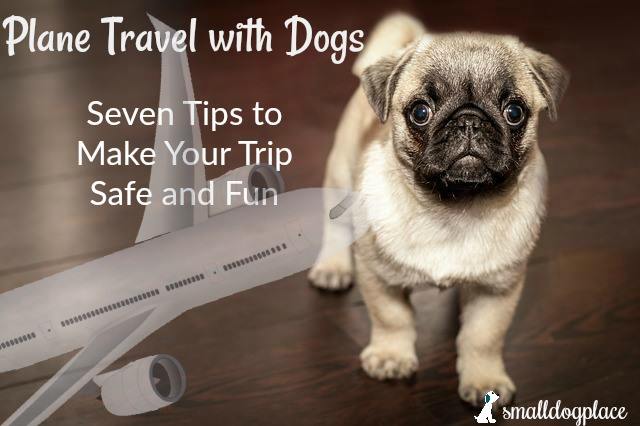 Plane Travel with Dogs: Tips to make your trip fun and safe.