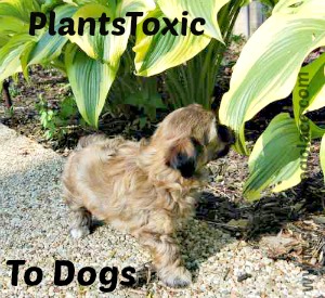 are rubber trees poisonous to dogs