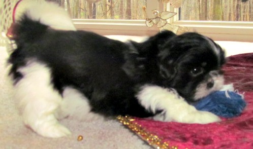 A puppy is playing with a ball under a Christmas tree