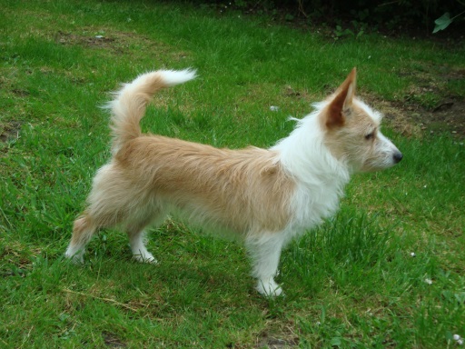 dog breed portuguese podengo