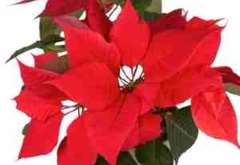 Poinsettia