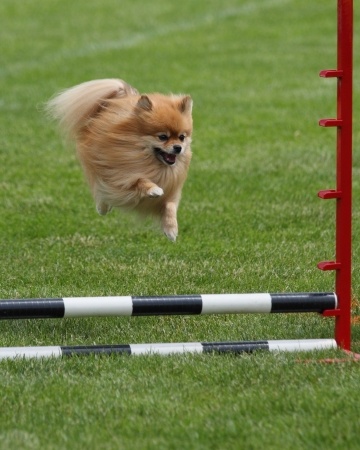 A pomeranian is participating in an agility event.