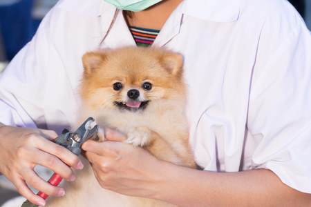 Pomeranian-grooming-nails.jpg