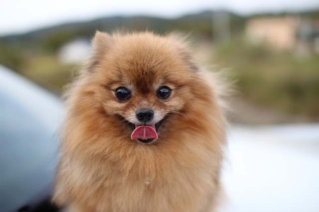 Red Pomeranian dog facing the camera.
