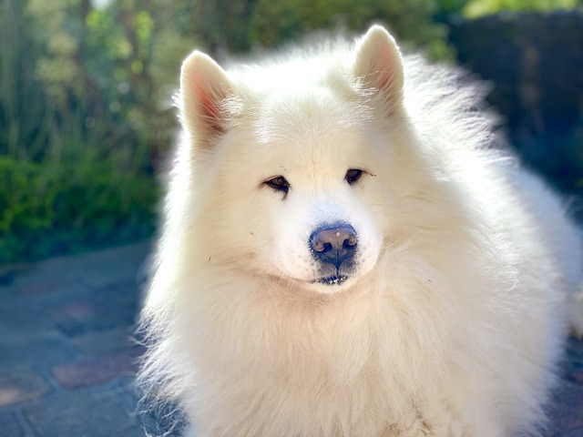 A large white Samoyed dog may be one of the ancient ancestors to the pom.