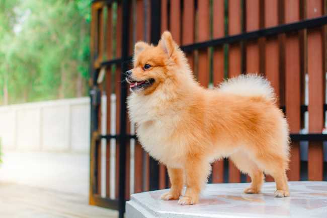 A Pomeranian is standing in front of a gate