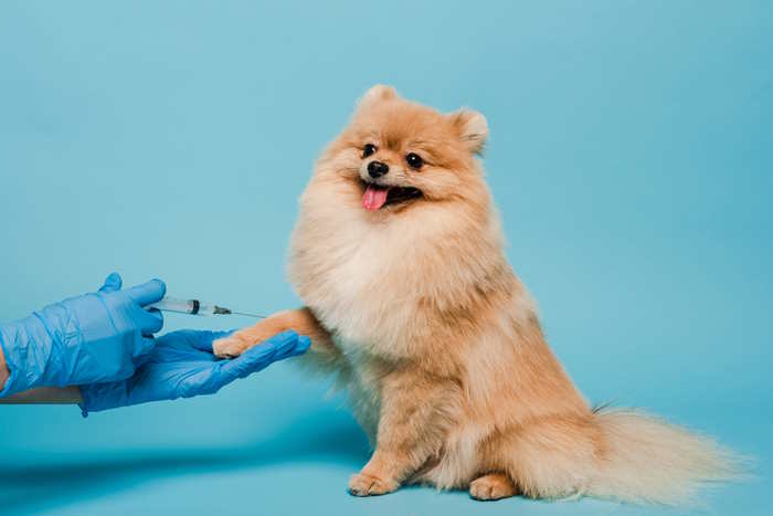 A veterinarian where blue gloves is giving an injection to a pomeranian