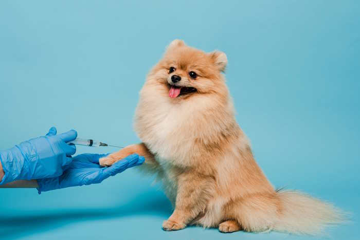 A veterinarian where blue gloves is giving an injection to a pomeranian A veterinarian where blue gloves is giving an injection to a pomeranian