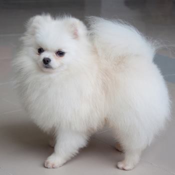 White Pomeranian
