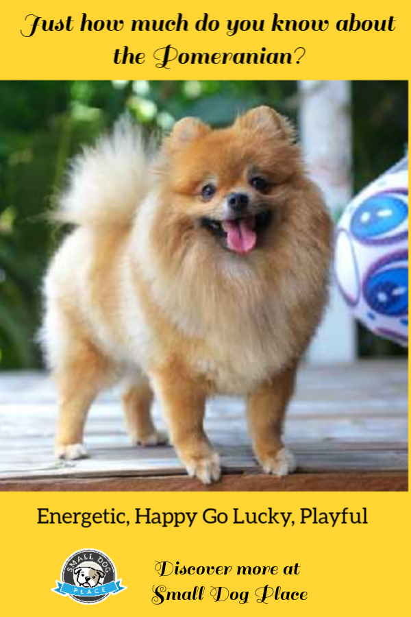 The Pomeranian Complete Dog Profile at Small Dog Place. Pin for future reference