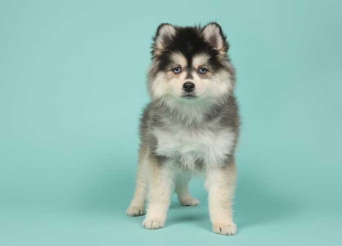 Pomsky standing in front of a teal background Pomsky standing in front of a teal background