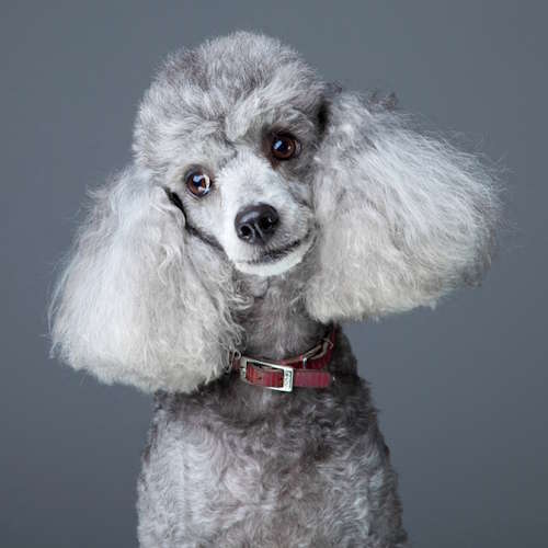 A gray poodle sitting in front of a gray background