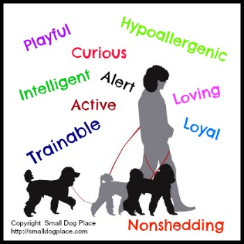 Toy Poodles are hypoallergenic, trainable and loyal.