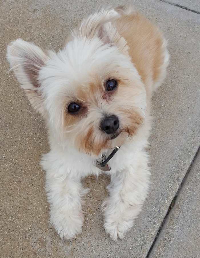 Complete Guide to the Cutest Small Mixed Breed Dogs to Adopt