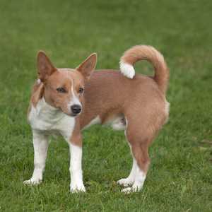 Portuguese Podengo Pequeno