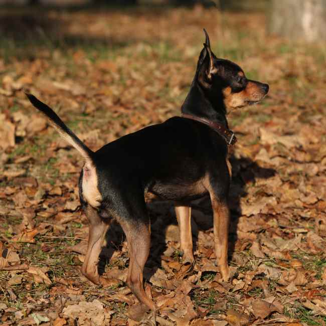 A small black and tan Prague Ratter in the Autumn