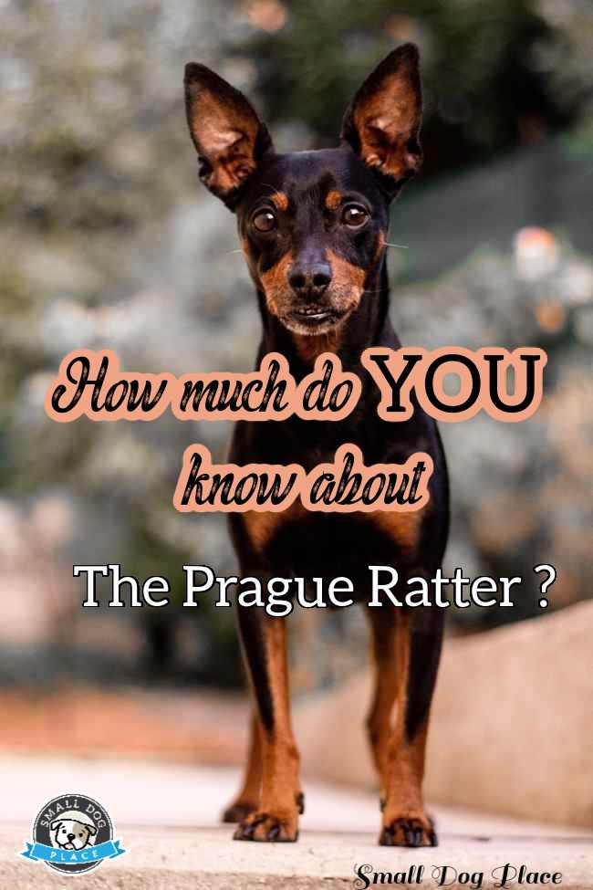 Prague Ratter Pinnable Immage