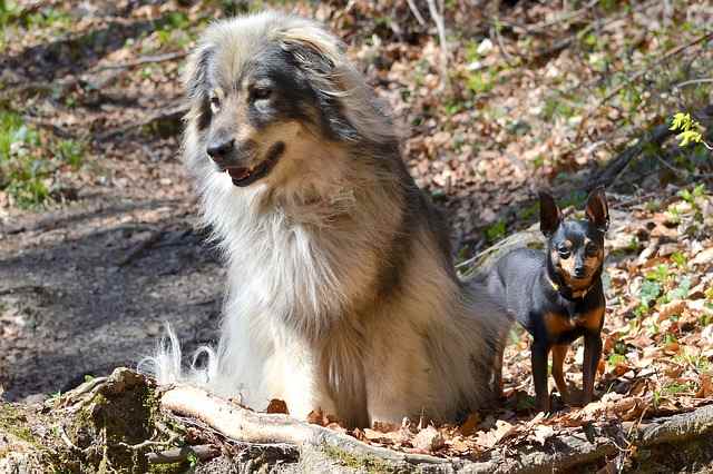 Karst Shepherd and Prague Ratter