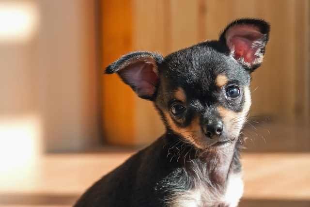 A Prague Ratter facing the camera.