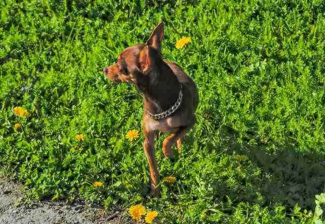 The Prague Ratter in the Grass