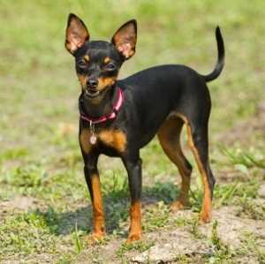 Prazsky Krysarik or Prague Ratter