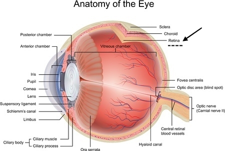 Progressive Retinal Atrophy:  Eye Anatomy