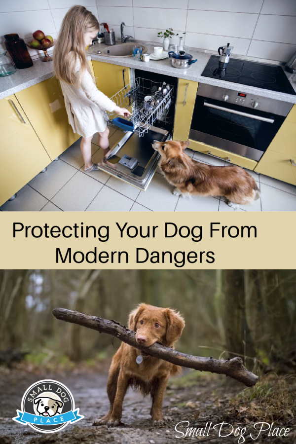 Protecting Your Dog: Pinnable Image protecting your dog images for pinning