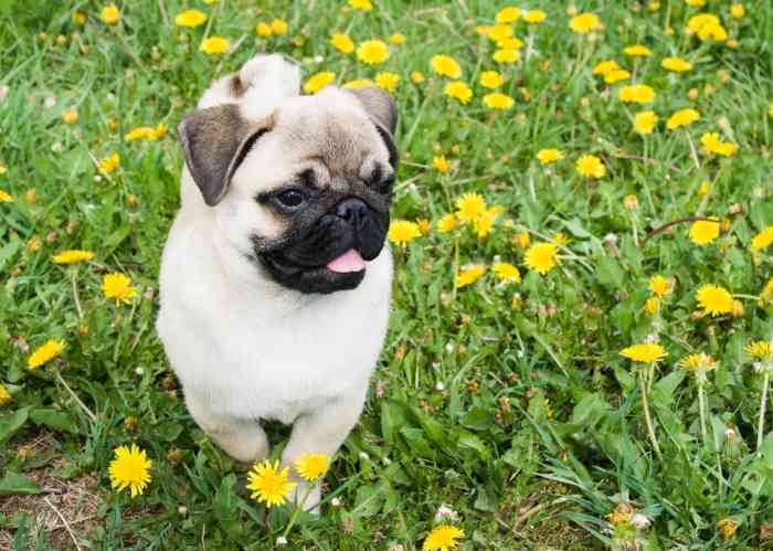 Young Pug in field of dandelions