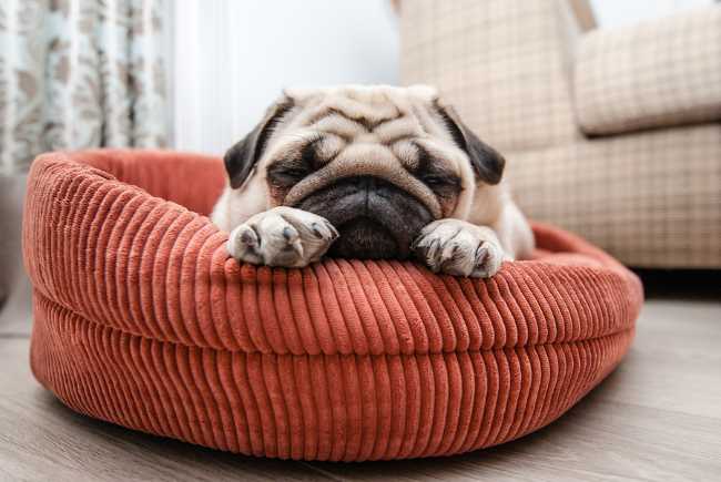 Pug asleep on his bed