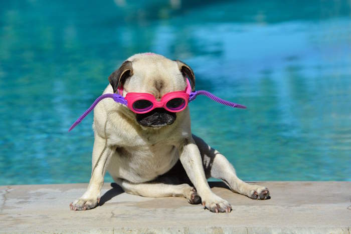 A pug sitting near a pool wearing pink goggles