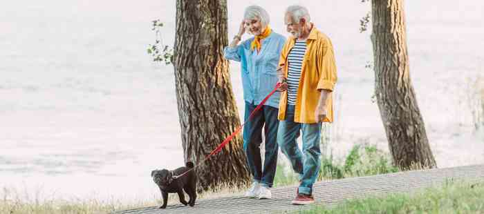 A black pug is walking with an older couple