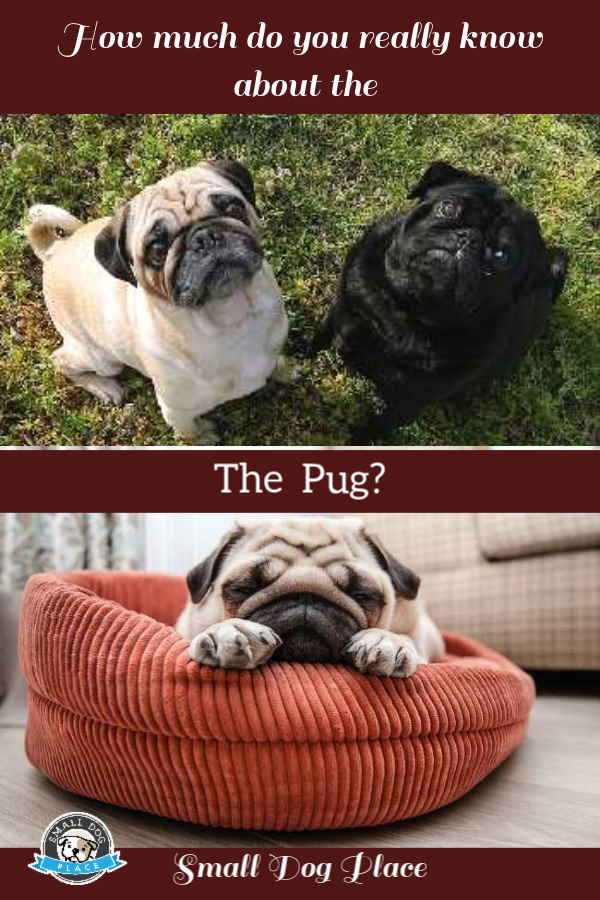 A tan pug wearing a harness is standing near his owner A tan pug wearing a harness is standing near his owner