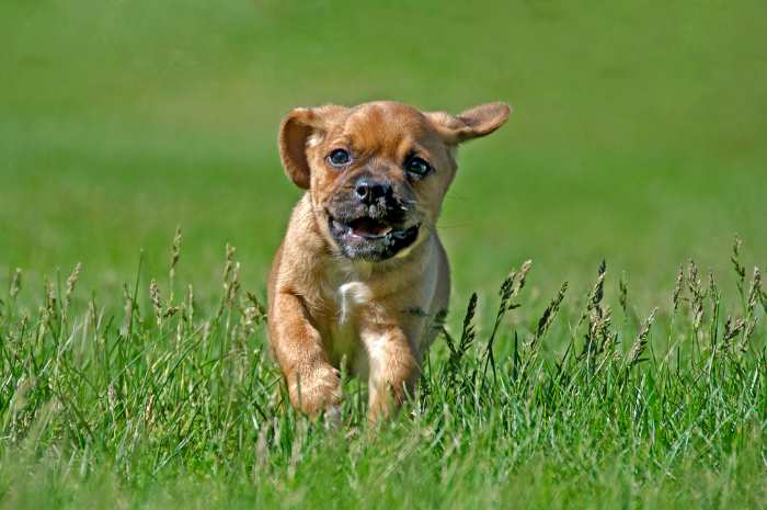 A puggle (pug and beagle) hybrid puppy sitting in the grass