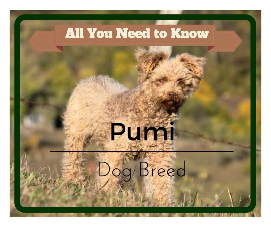 miniature pumi dog