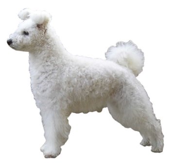 white pumi dog