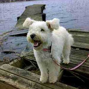 white pumi dog