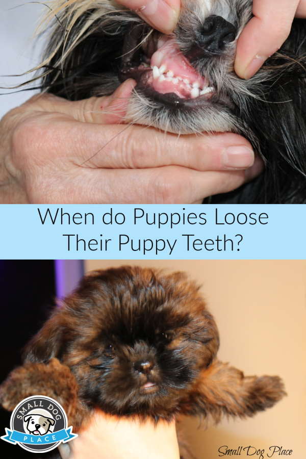 Pin Image for this article, When do puppies lose their puppy teeth.