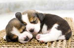 A good dog is a sleeping dog:  Two puppies curled together sound asleep.
