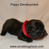 Puppy Development:  Stages of the Dog Life Cycle