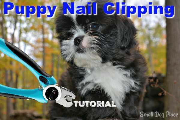 A Shih Tzu Puppy is getting ready to get his nails clipped.