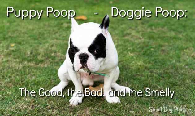 Puppy Poop - Doggie Poop:  The Good, the Bad, and the Smelly