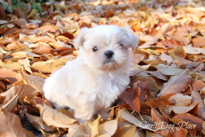 A young puppy sitting in a pile of autumn leaves.