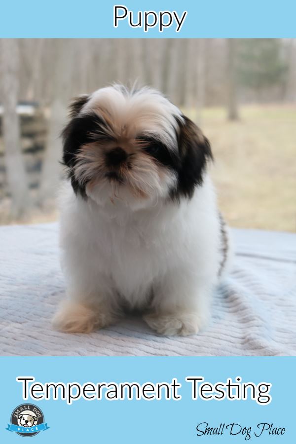 Puppy Temperament Testing Pinnable Image Puppy Temperament Testing Pinnable Image